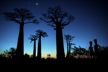 Two women and baobab trees silohouetted against the night sky at the so-called Baobab Alley.