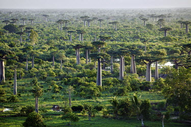 A forest of baobab (Adansonia Grandidieri) during the rainy season.