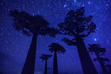 Stars over Baobab Alley (Adansonia Grandidieri).
