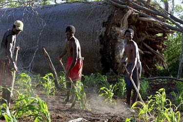 People hoe a filed where they are growing maize. Behind them is a felled baobab. Many of the trees in this patch of forest have fallen in recent years. Some were old but others have been damaged by sl...