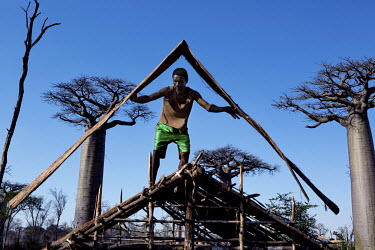 A man builds a house using the bark and wood from a baobab (Adansonia Grandidieri).