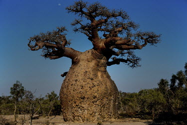 A baobab (Adansonia Ruprostipa).
