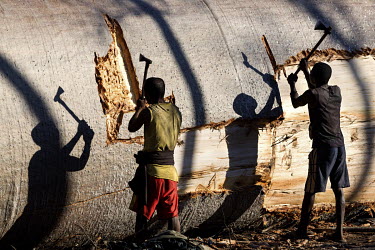 Men strip the bark from a baobab tree (Adansonia Grandidieri), felled by villagers near Kirindy. The tree's bark and wood will be used for building.