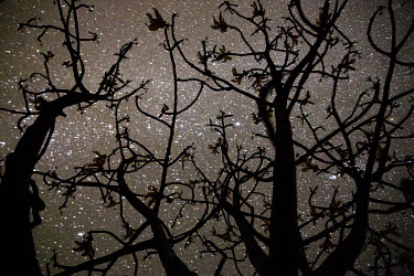 A flowering baobab (Adansonia Perrieri) is silhouetted against a starry sky. The Adansonia Perrieri blooms in October, at night, and its the flowers last for just a few hours into the day.