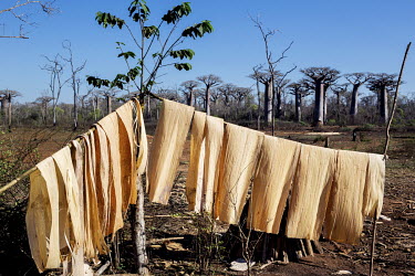 Bark from a baobab tree (Adansonia Grandidieri), felled by villagers near Kirindy, is hung up to dry. The tree's bark and wood will be used for building.