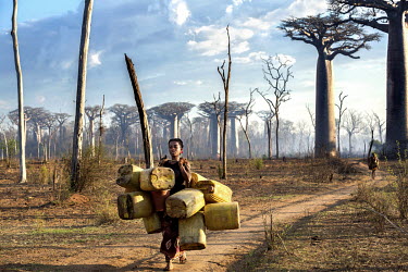 A woman carries a load of jerry cans through a forest of baobab (Andasonia Grandidieri).