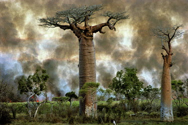 A bush fire burns near baobab trees (Adansonia Grandidieri).
