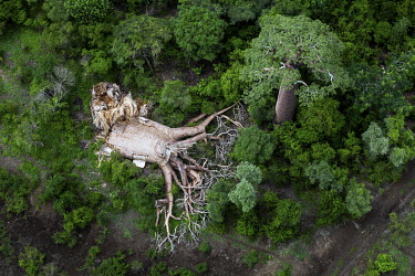 A baobab tree (Adansonia Grandidieri) felled by people near the river Mangoky.