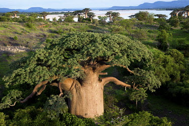 A baobab (Adansonia Grandidieri) growing near the river Mangoky.