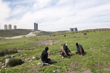 Kurdish shepherds grazing their livestock on a rapidly disappearing area of green land between highrise residential blocks in the Bahcesehir district.