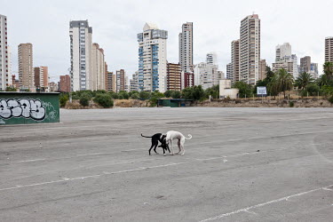Stray dogs play in front of the skyline of tourist town Benidorm.