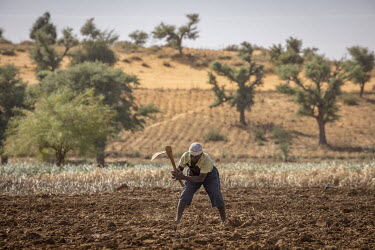 A farmer digs a field in an area being managed using farmer-managed natural regeneration (FMNR).