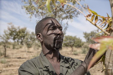 Farmer Ali Miko (40) inspects new saplings growing in his fields that are part of a farmer-managed natural regeneration (FMNR) scheme. Unlike in the past, he now consciously leaves them standing, plou...