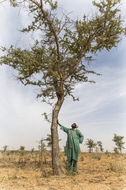 A farmer inspects a young tree growing in his fields that are part of a farmer-managed natural regeneration (FMNR) scheme. Unlike in the past, he now consciously leaves them standing, ploughing and so...