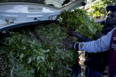 A man loads bales of khat into a car at Athiru Gaiti's (Atherogaitu) khat market, where it sells at about 600 Shilling (GBP 4.62) Kenya per kilo. Before the drug was banned in the UK the export of kha...