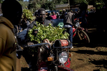 A man carries a bale of khat away from Athiru Gaiti's (Atherogaitu) khat market, where it sells at about 600 Shilling (GBP 4.62) Kenya per kilo. Before the drug was banned in the UK the export of khat...