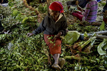 A woman forms khat into bundles at Athiru Gaiti's (Atherogaitu) khat market, where it sells at about 600 Shilling (GBP 4.62) Kenya per kilo. Before the drug was banned in the UK the export of khat to...