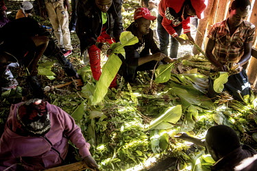 People make packages of khat leaves using banana leaves to wrap the drug at Athiru Gaiti's (Atherogaitu) khat market, where it sells at about 600 Shilling (GBP 4.62) Kenya per kilo. Before the drug wa...