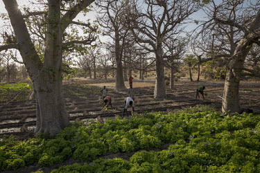 Farmers working with crops growing in a kitchen garden where baobab trees have been left to grow and the crops raised in beds around them. This farmer-managed natural regeneration (FMNR) scheme helps...