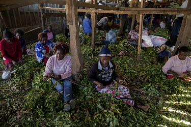 People make packages of khat leaves using banana leaves to wrap the drug at Athiru Gaiti's (Atherogaitu) khat market, where it sells at about 600 Shilling (GBP 4.62) Kenya per kilo. Before the drug wa...