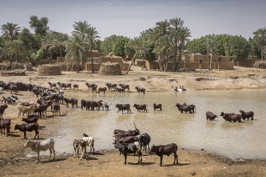 Fulani (Peul) herders water their cattle in a lake on land that is part of a farmer-managed natural regeneration (FMNR) scheme. This helps prevent and reverse desertification. The trees left on the la...