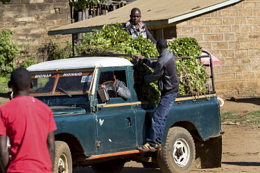 A Land Rover loaded with bales of khat at Athiru Gaiti's (Atherogaitu) khat market, where it sells at about 600 Shilling (GBP 4.62) Kenya per kilo. Before the drug was banned in the UK the export of k...