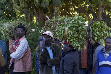 Men carrying bales of khat at Athiru Gaiti's (Atherogaitu) khat market, where it sells at about 600 Shilling (GBP 4.62) Kenya per kilo. Before the drug was banned in the UK the export of khat to the U...