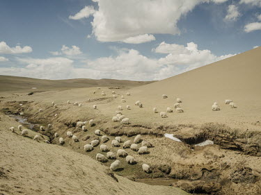 Sheep graze on the edge of a receding grassland. Overgrazing in this fragile region is one of the major causes of desertification. Human activity is accelerating the desertification of the Qinghai-Tib...