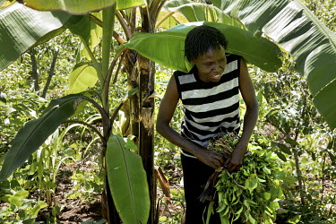 A woman picks leaves in a khat farm where the khat crop is harvested every 21 days.