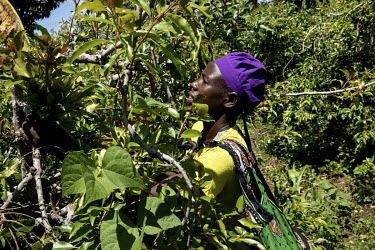 A woman picks leaves in a khat farm where the khat crop is harvested every 21 days.