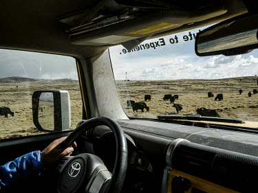 Driving past grazing yaks in the Sanjiangyuan National Nature Reserve in Qinghai. The reserves are the source of Asia's three great rivers - the Yellow River, the Yangtze and the Mekong. The Tibetan p...