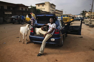 A man sits with his animal in the boot of a car at a contest where the animals are pitted against each other in fights where large bets are placed on the outcome.