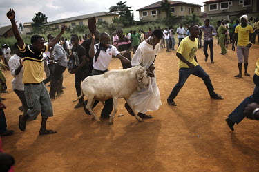 In the grounds of the Emmanuel Primary School, a prized ram is cheered by onlookers during a contest where the animals are pitted against each other in fights where large bets are placed on the outcom...