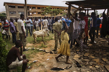 In the grounds of the Emmanuel Primary School, a large crowd waits for a fight between two rams to begin. During the contest the animals are pitted against each other in fights and large bets are plac...