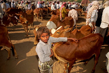 A child cattle-herder watches his family's livestock in a market.
