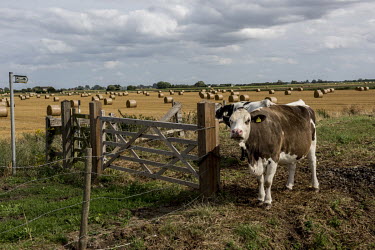 Cows next to the South Forty Foot Drain, also known as the Black Sluice Navigation, part of the first attempt, in the 1630s, to drain the fens for agriculture, and forms the political border to South...