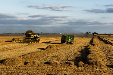A field being harvested using agricultural vehicles in the Fenland district of South Holland. The rural district had the second highest 'leave' vote in the 2016 referendum with 73.5% of the popular vo...