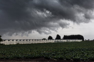 Farm greenhouses, just outside Boston. Intensive agriculture is a principal part of the local economy and a major draw for migrant labour from eastern Europe. The area's hourly wages are, on average,...