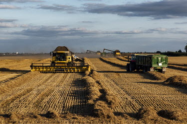 A field being harvested using agricultural vehicles in the Fenland district of South Holland. The rural district had the second highest 'leave' vote in the 2016 referendum with 73.5% of the popular vo...