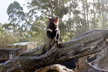 A Tasmanian devil at Trowunna Wildlife park in Mole Creeks.