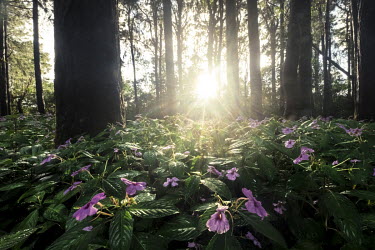 Wild flowers cover the forest floor at sunset in the Black River Gorges national park.