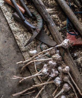 Fresh bulbs of garlic lie beside old metal tools in the farming village of Creve Coeur.