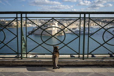 A cat looks over the Grand Harbour.