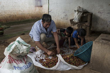 Victor Aguilon selects recently harvested coffee cherries along with his grandchildren, Sandra (10) and Fredy (7). Victor is a temporary worker at the San Elias coffee plantation, living with some of...