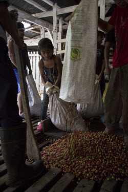A young girl prepares to unload a sack of recently harvested coffee inside the San Elias coffee plantation.