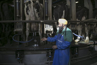 Taar, a Sikh migrant worker milking cattle at a dairy farm in Emilia Romagna where about half the staff are Sikhs.
