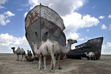 Camels shelter from the hot sun under rusting shipwrecks near the village of Dzambul, a former fishing town on the shores of the Aral Sea. The Aral Sea, once the world's fourth largest lake, gradually...