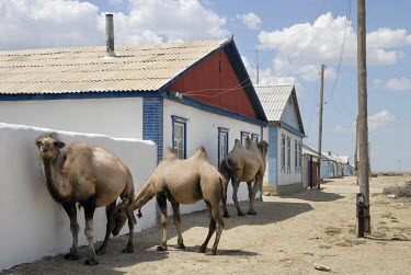 Camels rest in the shadow of a building in the former fishing town of Aralsk. The Aral Sea, once the world's fourth largest lake, gradually disappeared following the decision in the 1960s by Soviet pl...
