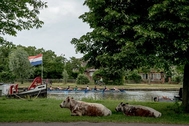 Cattle sit on Stourbridge common as rowers practise on the River Cam in the background.