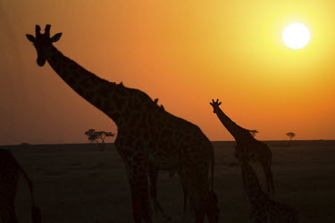Giraffes (Giraffa camelopardalis) at sunset.